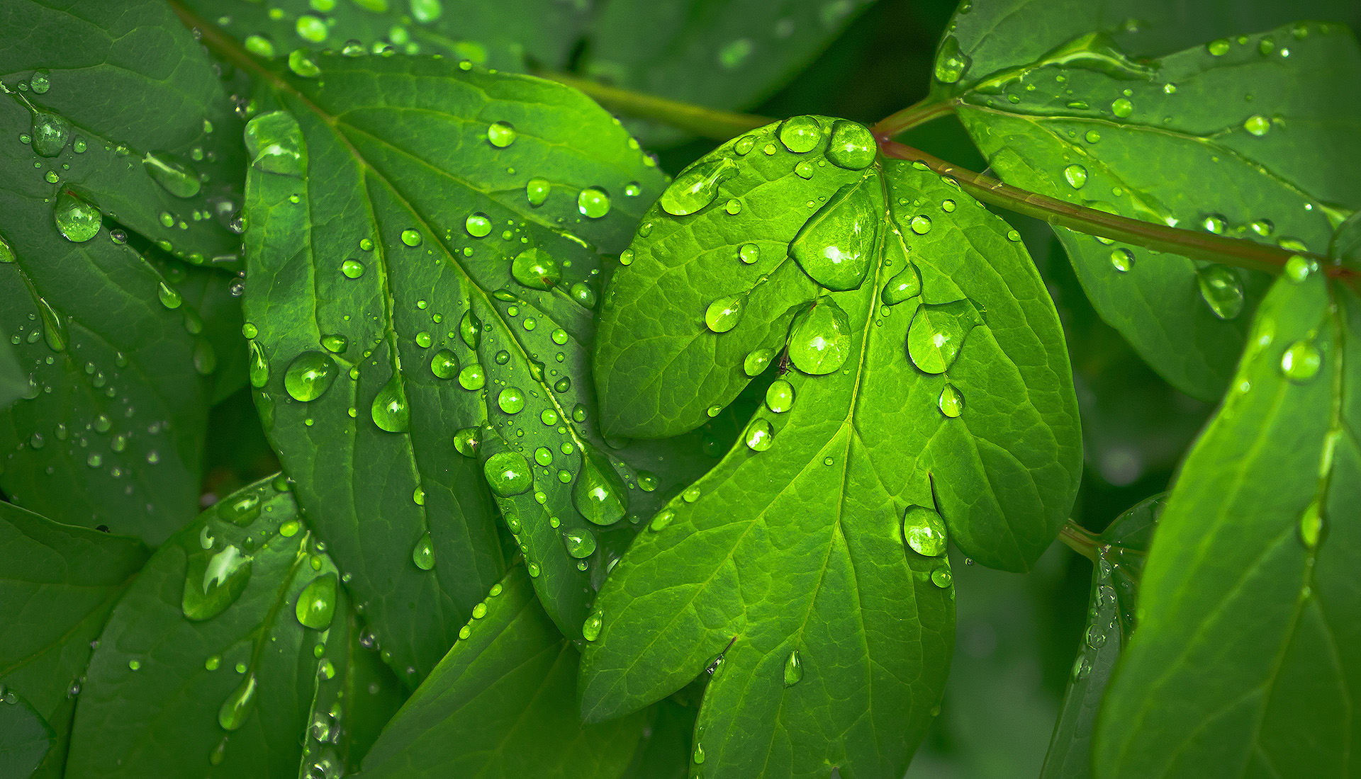 Home DAO DAO Natural Einfach gute Energie